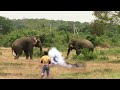 Two wild elephants trying to enter a village which they are used to.