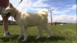 Akita - Dog Breed by Petclub India 263 views 11 years ago 4 minutes, 10 seconds