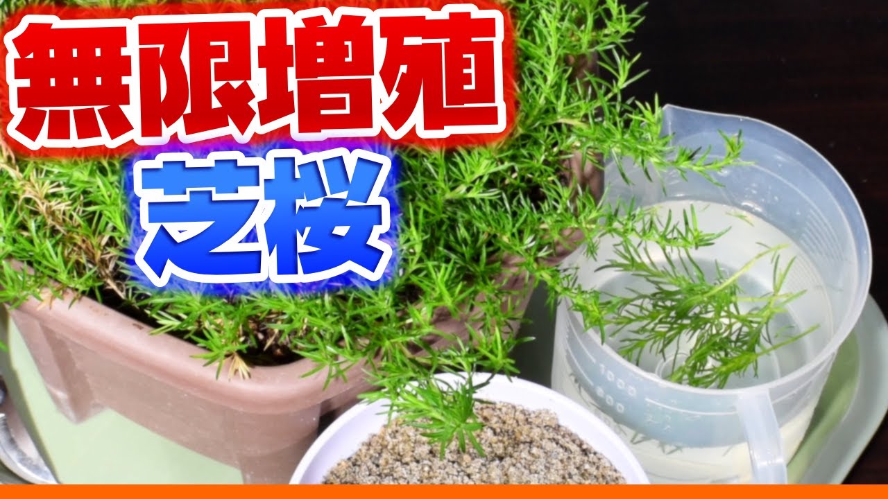 Gardening] Moss Phlox Cuttings [Infinite Propagation] - YouTube