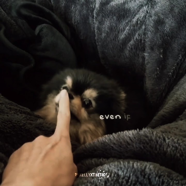 last yeontan video🤧||#shorts#bts#btsot7forever#btsarmy#jungkook#kellyXthetic#funny#sad#jk#taehyung