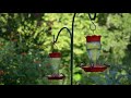 Hummingbirds!  - Chris Rada