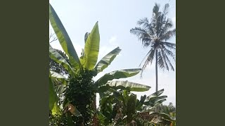 Kupertahankan cintamu