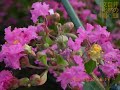 井の頭自然文化園 花ごよみ動画 サルスベリ（矮性）の開花