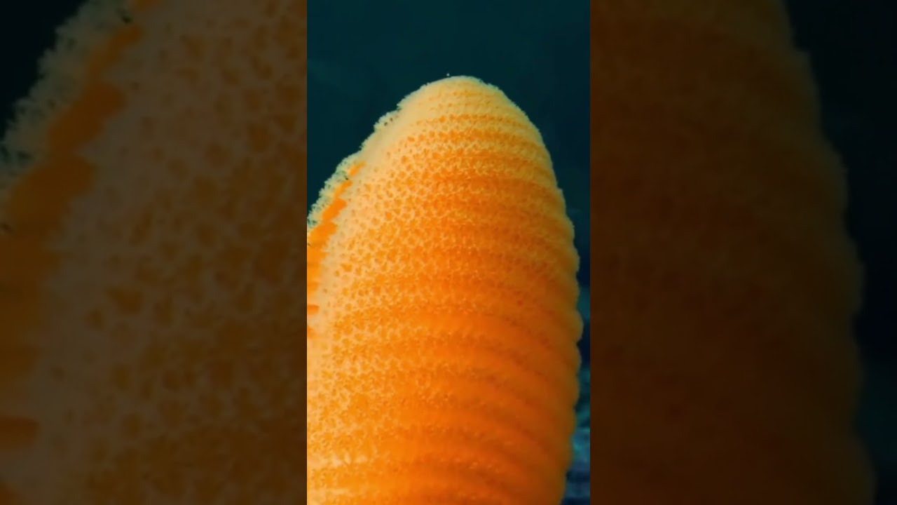 IT is a PEN apparently?! 