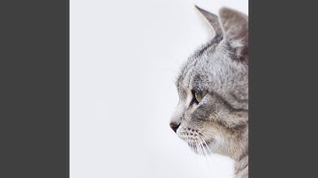 Laid-back Moods for Mysterious Cat Behavior