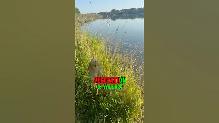 THIS Is How To Catch MORE Bluegill!! 🎣🐟 #shorts #fishing #bluegill #howto