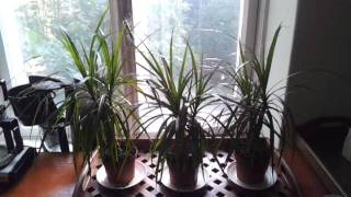 Hello world! Testing my first youtube video.