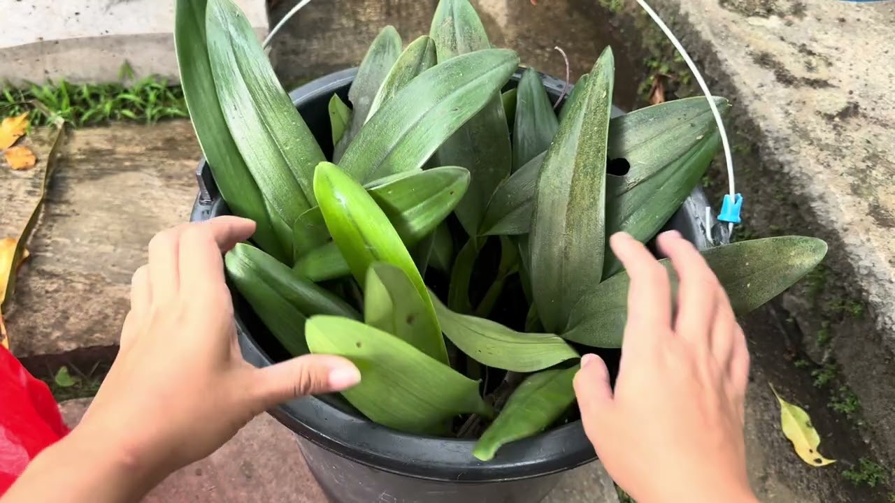Cara memindah anggrek ke standing // Anggrek cepat tumbuh dan berkembang
