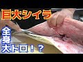 １m超えの巨大シイラのお腹の中が・・・ の動画、YouTube動画。
