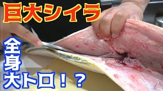 １m超えの巨大シイラのお腹の中が・・・