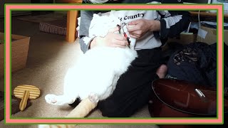 白い塊！白い猫のキクちゃんが爪を切られます。☆White lump! Kiku, a white cat, has her claws cut.