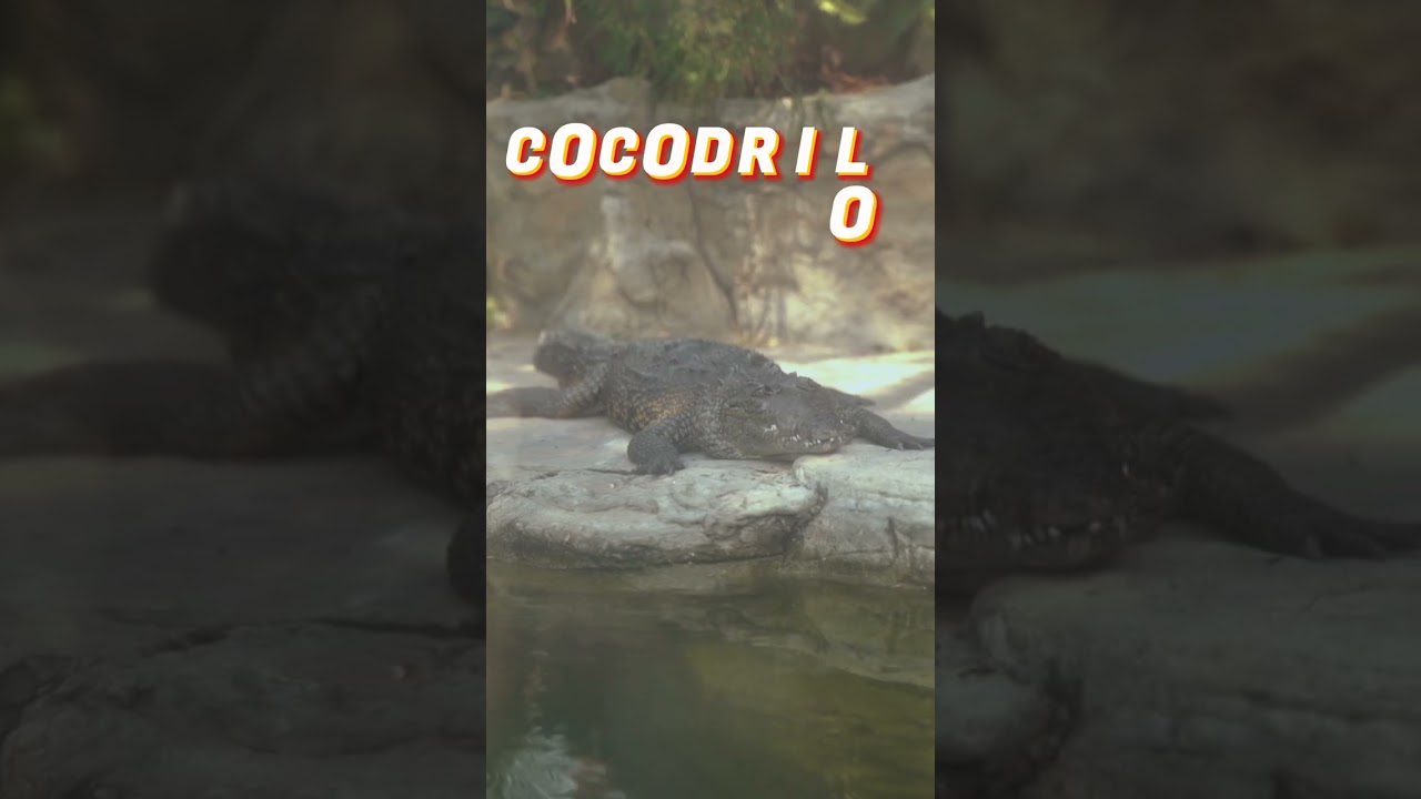 Miniatura de ¿Sabes cómo se escribe la palabra: Cocodrilo?