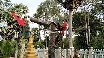 anh thợ cưa hạ cây thốt nốt ở chùa Vân tộc khơ me rất cao tập 11