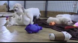 LIVE STREAM Puppy Cam Replay! 6 Adorable Labrador Puppies