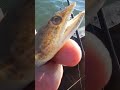 This Fish Looks Like a LIZARD?! (Meet the Lizardfish)