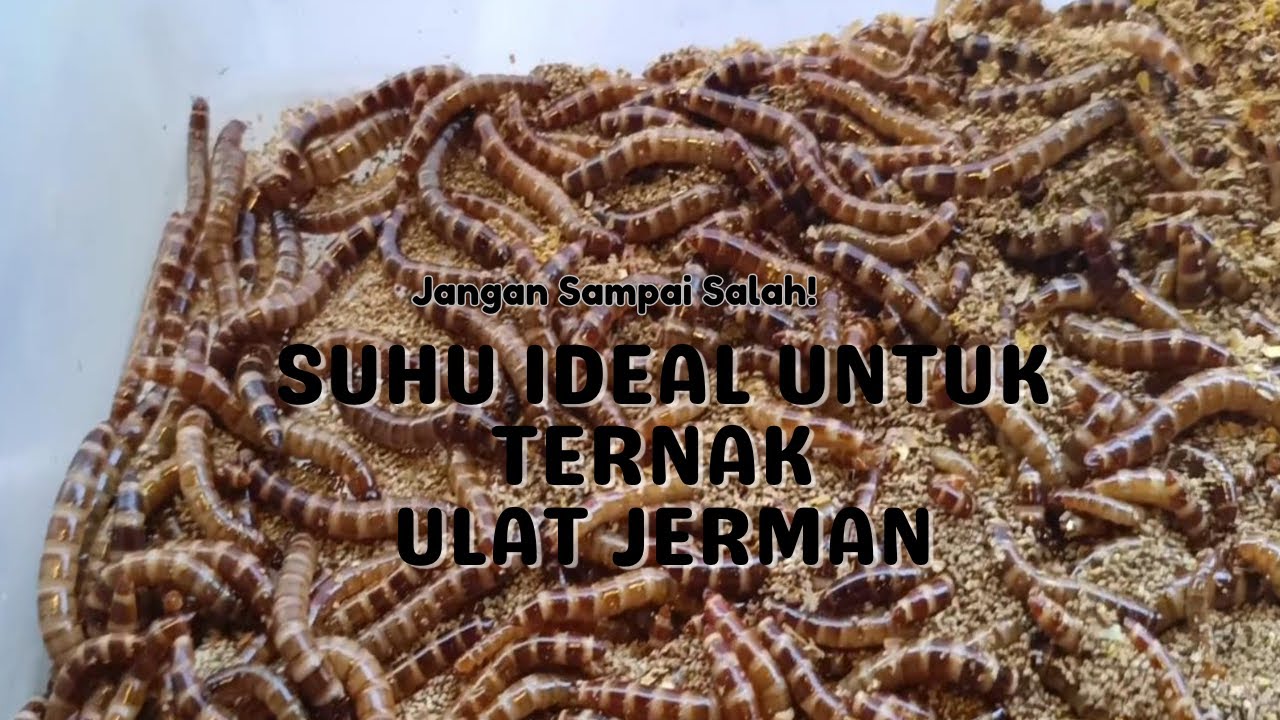 Kupas Tuntas_Kenapa Suhu Jadi Kunci Sukses Ternak Ulat Jerman?