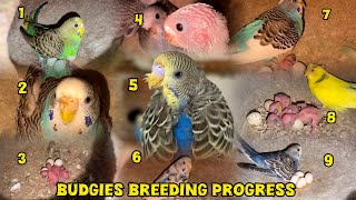 AMAZING Budgies Breeding Progress! From Eggs to Beautiful Chicks ππ£π₯#budgies #lovebirds #chicks