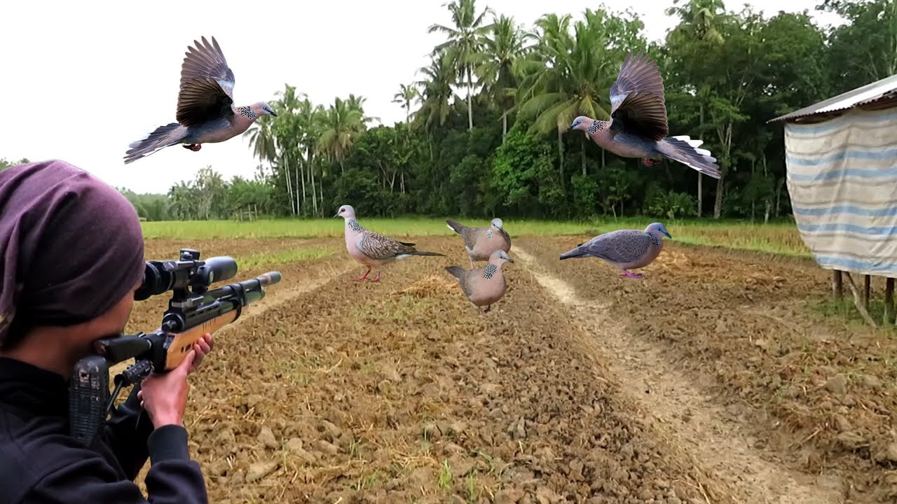 RATUSAN BURUNG TEKUKUR BERKUMPUL DI SINI SEHABIS PANEN PADI ..