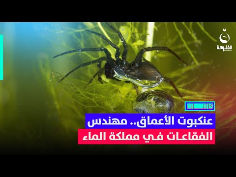 عنكبوت الأعماق... مهندس الفقاعات في مملكة الماءتقرير : زاهر سالمة #كائنات || #قناة_الفلوجة