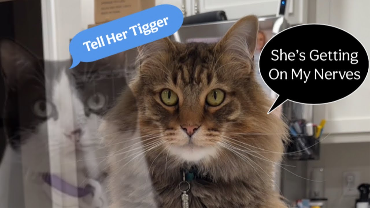 Tigger Told Off On Cody. 