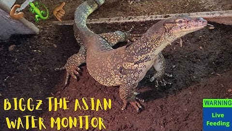 ⚠️Warning Live Feeding⚠️ Biggz Destroys A Large Rat