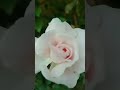 beautiful white rose home gardening#sobha-i9w #short