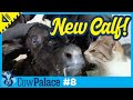 NEW Calf, NEW Bunker, OLD Manure Chain! | Building Our Cow Palace - Ep8