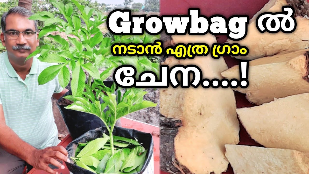 ഗ്രോബാഗിൽ നടാൻ എത്ര ഗ്രാം തൂക്കമുള്ള ചേന വേണം..! | Chena Krishi tips | Chena Krishi in Malayalam