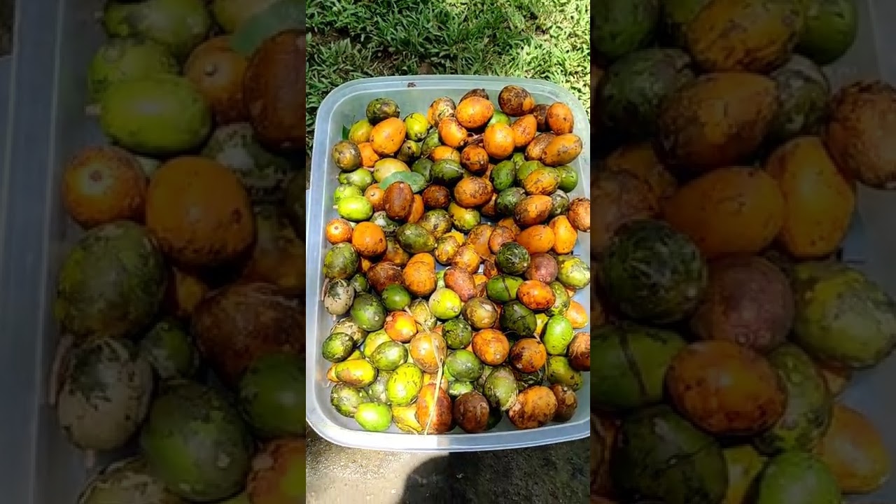 Have you Ever Tried Ripe June Plums❓❓❓☺️😋😋❤️ 