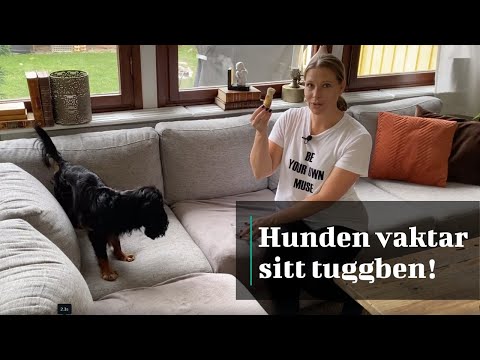 Video: Vad är skillnaden mellan loppor och fästingar?