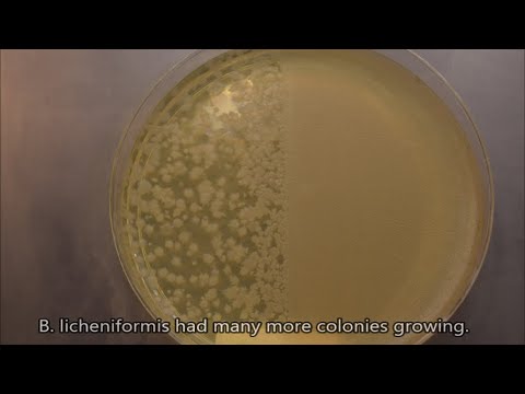 Video: Spory bakterií během vaření?