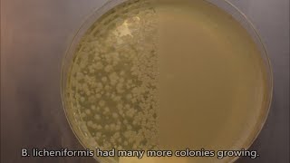 What does it take to kill a bacterial spore? Petri dish timelapse