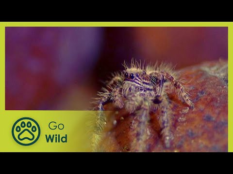 Spiders - The Whole Story 2/13 - The Secrets of Nature