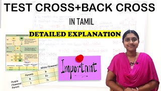 Test Cross And Back Cross | In Tamil| Class 12 | Principles Of Inheritance & variation |