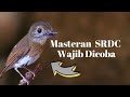 Masteran srdc bali ngeplong  srdc bahan auto respon