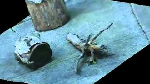 Structure from motion   tree stump    YouTube2