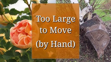 Moving a Large Shrub (Rose) with a Mini Excavator