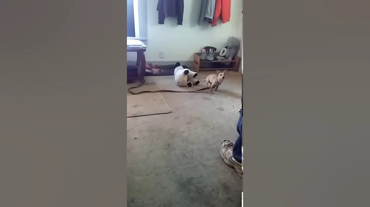 My dog