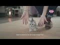 WHISKAS® | Puaskan Keingintahuannya