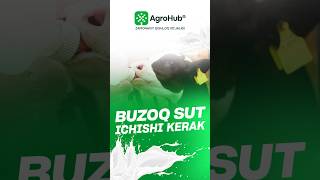 Buzoq necha litr sut ichidhi kerak?! #agro #chorva #buzoq #sut #ferma