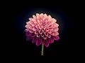 Yorkston/Thorne/Khan - Sukhe Phool (Max Cooper Firefly Remix) (Official Audio)
