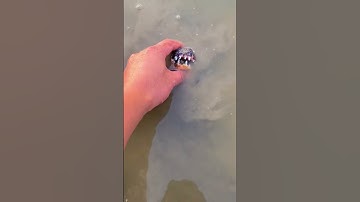 sờ xuống nước thấy đầu con cá sấu