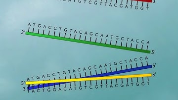 DNA Probe  DNA hybridization HD Animation