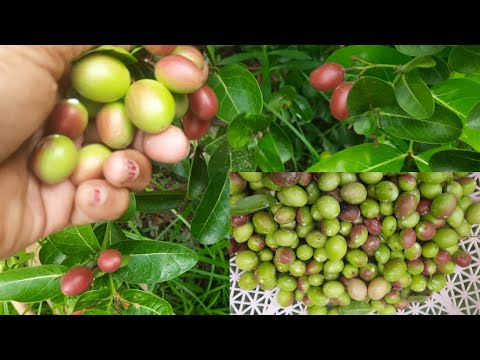Carenbberry/ करौंदा की आखिरी हार्वेस्टिंग || It's a rare fruit plant || must be grow rainy season ||