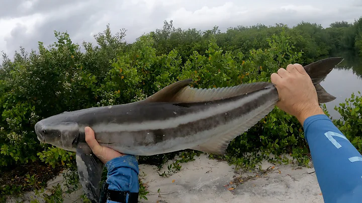 Fishing for Tampa Bay Cobia in Shark Infested Waters