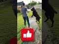 Ist a Hot time #tiktok #labrador #retreiver #puppy