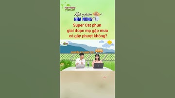 SUPER CAT phun giai đoạn mạ gặp mưa có gây phượt lúa không? #lua #shorts