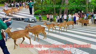 Nara deer park in japan There is only one park in the world where deer walk among the men.