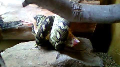 feeding coastal carpet python pt 1