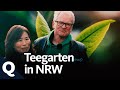 Tee: Ungewöhnliche Plantage in Deutschland | Quarks